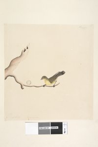 ページ37。10月。ナチュラルサイズイエローソーンビルAcanthizanana、1791-92 作： Unknown artist