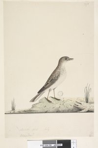 38ページ。アルンドゥ？別の手でタイトルの上自然なサイズ、7月Pipit Anthus australis、1791-92 作： Unknown artist