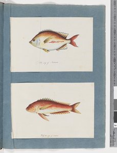 ページ 3.正体不明の魚 4.正体不明の魚（水彩・紙 作： Unknown artist