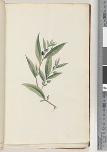 ページ3。未確認の植物 作： Unknown artist