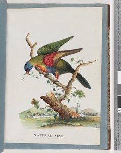 40ページ。ゴシキセイガイインコ。追伸ヘマトダス。赤い胸または青い腹のオウム