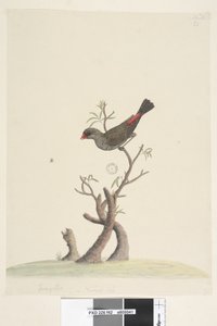 42ページ。フリンギラ。別の手で中央下に自然なサイズのオオキンカチョウStagonopleuraguttata、1791-92 作： Unknown artist
