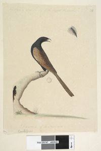 47ページ。Centropus。別の手で中央下にこの鳥はイギリスのキジと同じくらいの大きさです。国の1-3を描いた。サイズ。キジバンケンCentropusphasianinus、1791-92 作： Unknown artist