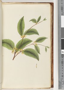 48ページ。不明な植物 作： Unknown