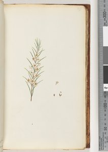 49ページ。正体不明の植物 作： Unknown artist