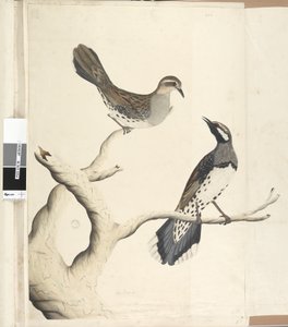 ページ4。ツグミ。別の手で描かれた自然なサイズは、1792年6月にコロニーでまだ見られた唯一の種類の2つです。ウズラチメドリCinclosoma punctatum、1791-92 作： Unknown artist