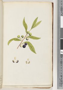ページ4。未確認の植物 作： Unknown artist