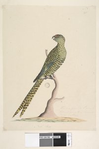 50ページ。これはキジインコであり、木に行くことはなく、めったに行きません。別の手のNatlの下部中央に。サイズ。キジインコPezoporuswallicus、1791-92 作： Unknown artist