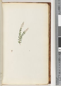 50ページ。正体不明の植物 作： Unknown artist