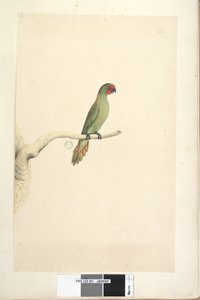 51ページ。自然なサイズのリトルロリキートGlossopsittapusilla、1791-92 作： Unknown artist