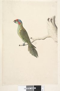 52ページ。自然なサイズのジャコウインコGlossopsittaconcinna、1791-92 作： Unknown artist