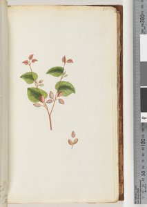 55ページ。正体不明の植物 作： Unknown artist