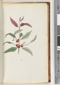 56ページ。正体不明の植物 作： Unknown