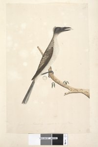 57ページ。1月。自然な大きさ、若い鳥と思われる騒々しいズグロハゲミドリPhilemon corniculatus、1791-92