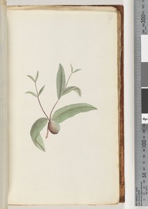 57ページ。正体不明の植物 作： Unknown artist