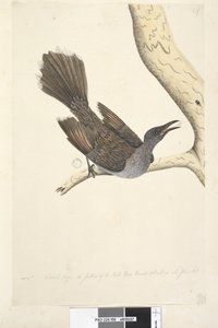 ページ58。10月。自然なサイズ、首の頭の胸と背中の羽はすべて尖ったブラシワトル、鳥Anthochaera chrysoptera、1791-92 作： Unknown artist