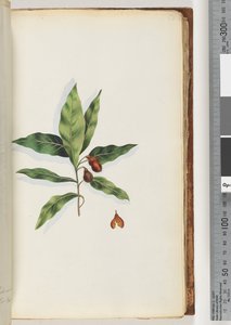 58ページ。正体不明の植物 作： Unknown artist