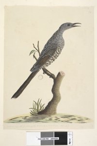 59ページ。自然なサイズ、頭の首と胸の羽は尖っていますブラシワトル、鳥Anthochaera chrysoptera、1791-92 作： Unknown artist