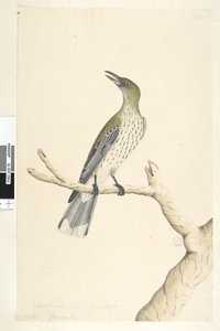 ページ5。Oriolusmimetis。別の手でタイトルの上自然なサイズ。 7月、アイリス疑わしいオリーブ、裏打ちされたオリオールOriolus sagittatus、1791-92