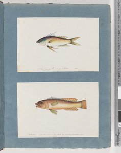 ページ5.正体不明の魚6.正体不明の魚 作： Unknown artist