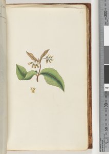 60ページ。正体不明の植物