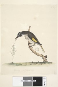 ページ61。1月。黄色い翼のあるNuthatchMeliornisの新しい自然なサイズ、オランダ、1791-92 作： Unknown artist