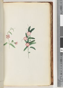 62ページ。正体不明の植物 作： Unknown artist