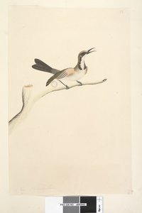 ページ63。5月。自然なサイズのカレハミツスイPhylidonyrismelanops、1791-92 作： Unknown artist