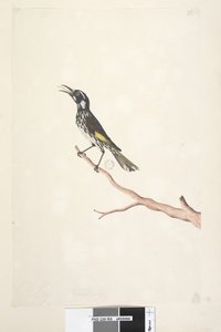 65ページ。5月、自然なサイズの黄色い翼のあるNuthatch Meliornis new、オランダ、1791-92 作： Unknown artist
