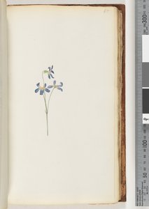 65ページ。正体不明の植物 作： Unknown artist