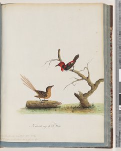 66ページ。1。緋色のミツスイ。セルシア-ミツスイ-オリエンタル。 2.正体不明の鳥。 Muscicapa malachura