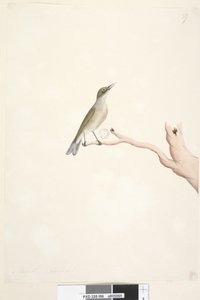 ページ66。8月。自然なサイズの灰色、裏打ちされたSilvereye Zosteropslateralis、1791-92 作： Unknown artist