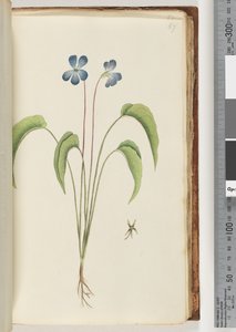 67ページ。正体不明の植物 作： Unknown artist