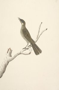 68ページ。自然なサイズ、August Lewin Honeyeater Meliphaga Lewinii、1791-92 作： Unknown artist