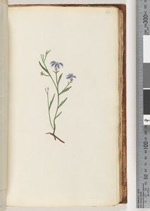 68ページ。正体不明の植物 作： Unknown artist