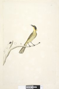 ページ69。自然なサイズ。アイリス疑わしい黄色、房状のミツスイLichenostomus melanops、1791-92 作： Unknown artist
