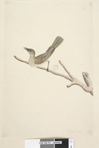 70ページ。自然なサイズ。 8月コバシミツスイLichenostomusfuscus、1791-92 作： Unknown artist