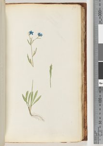 70ページ。正体不明の植物