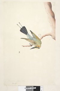 73ページ。メロップ。 11月の別の手で上記のタイトル。自然なサイズのハチクイ、1791-92 作： Unknown artist