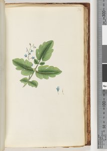 74ページ。正体不明の植物 作： Unknown artist