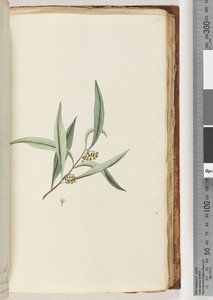 75ページ。正体不明の植物