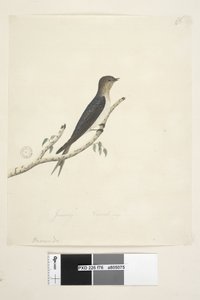 76ページ。ヒルンド。別の手で中央下に1月自然なサイズようこそツバメHirundoneoxena、1791-92 作： Unknown artist