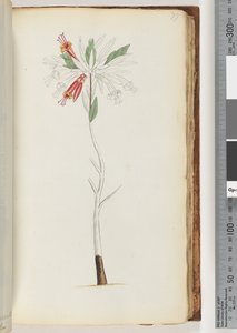 77ページ。碑文なし、未完成の図面 作： Unknown artist