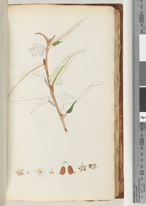 78ページ。碑文なし、未完成の図面 作： Unknown artist