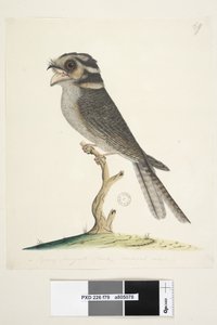 79ページ。若いムスキートホーク、自然なサイズのズクヨタカAegotheles cristatus、1791-92 作： Unknown artist