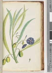 79ページ。Solanumlongifolium