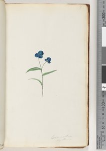 ページ7。Commelinacapillaris 作： Unknown artist