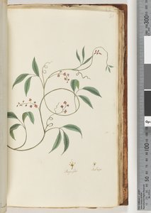 81ページ。正体不明の植物 作： Unknown artist