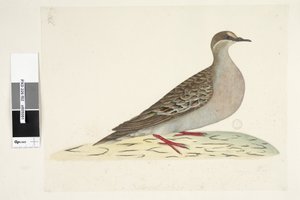 82ページ。ブロンズウィング。別の手で中央下に自然なサイズニジハバトPhapschalcoptera、1791-92 作： Unknown artist