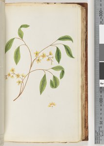 82ページ。正体不明の植物 作： Unknown artist